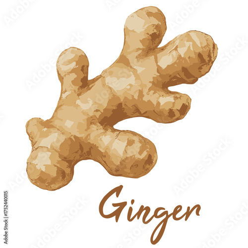 ginger in watercolor illustration style, isolated vector on white background
