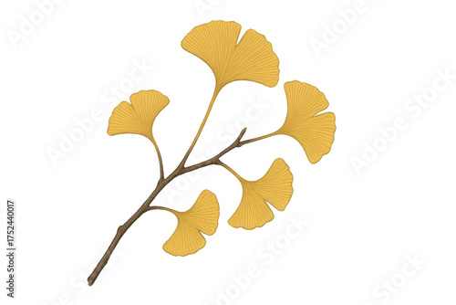 Ginkgo biloba branch displaying golden fan-shaped leaves in autumn, transparent background for botanical designs