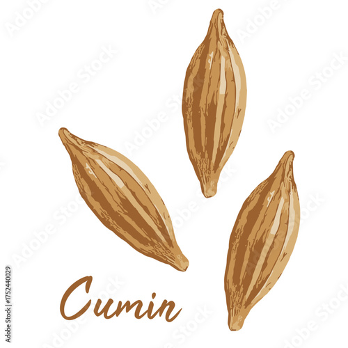 cumin in watercolor illustration style, isolated vector on white background