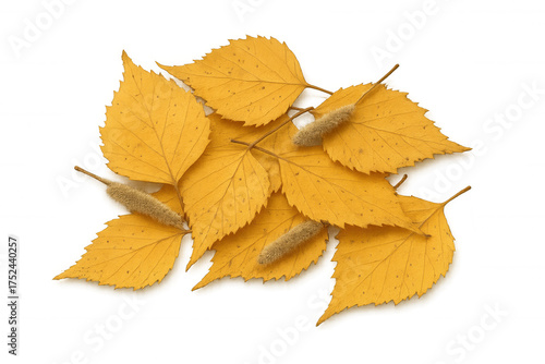 Yellow birch autumn leaves and catkins creating a fall composition, isolated on transparent background