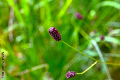 Wallpaper Mural Great burnet (Sangisorba officinalia). Rosaceae perennial. Dark reddish-purple flowers bloom in spikes in autumn. Young leaves are edible and the roots are used as a medicinal herb.
 Torontodigital.ca