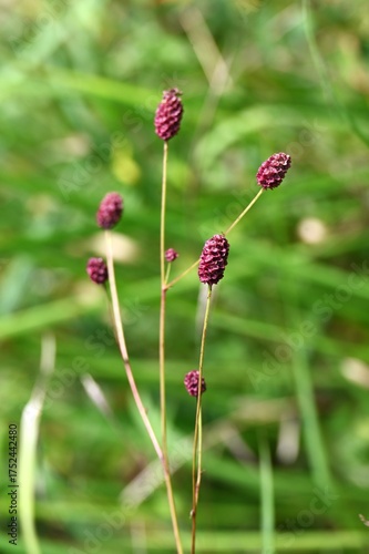 Wallpaper Mural Great burnet (Sangisorba officinalia). Rosaceae perennial. Dark reddish-purple flowers bloom in spikes in autumn. Young leaves are edible and the roots are used as a medicinal herb.
 Torontodigital.ca