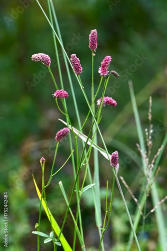 Wallpaper Mural Great burnet (Sangisorba officinalia). Rosaceae perennial. Dark reddish-purple flowers bloom in spikes in autumn. Young leaves are edible and the roots are used as a medicinal herb.
 Torontodigital.ca