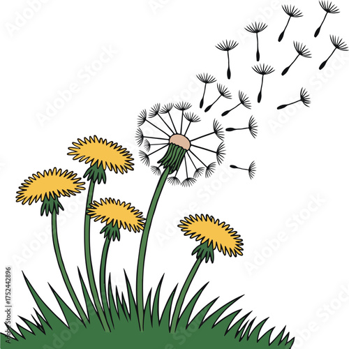 Dandelions with Seeds Blowing in the Wind on Green Grass flower yellow flower