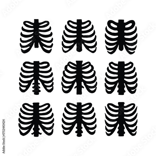 Ribcage Anatomy Human Skeletal Structure and Thoracic Cage Illustration