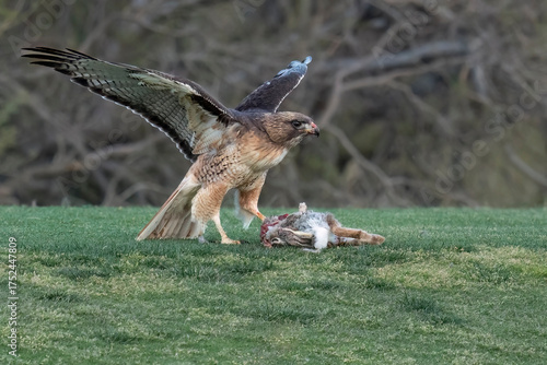 Cooper's Hawk with prey