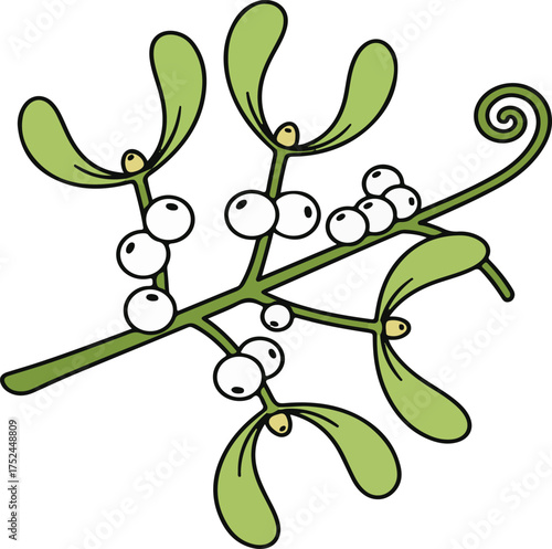 Mistletoe branch with green leaves and white berries on white background plant holiday