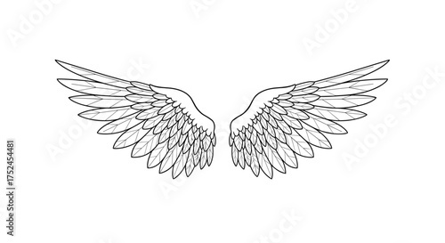 Detailed line art illustration of symmetrical feathered wings spread
