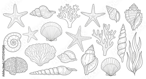 A collection of various seashells starfish and coral line art drawing