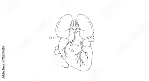Outline drawing of human heart and lungs in anatomical position