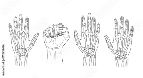 Illustration of four hands showing bones and a closed fist view