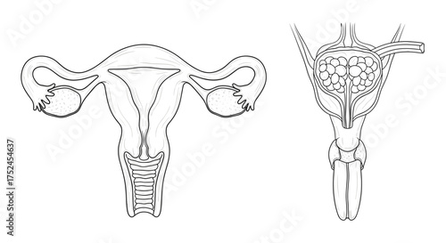 Illustration of the female reproductive system and urinary bladder