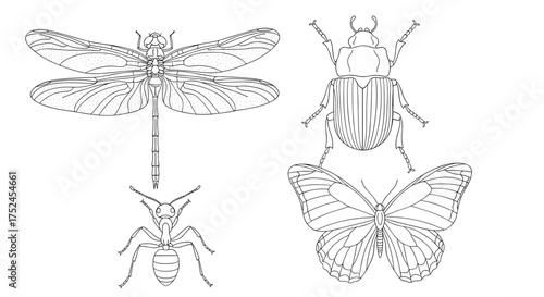 Line drawing of a dragonfly beetle ant and butterfly arrangement