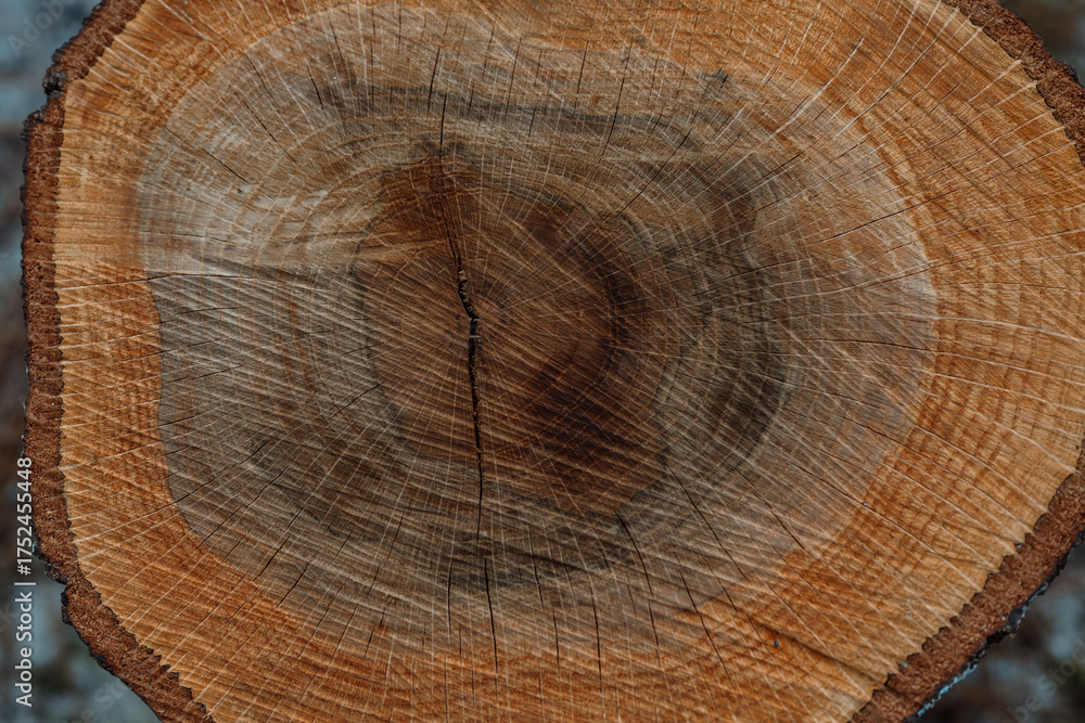 Naklejka premium Cut Oak Log Cross Section with Tree Rings