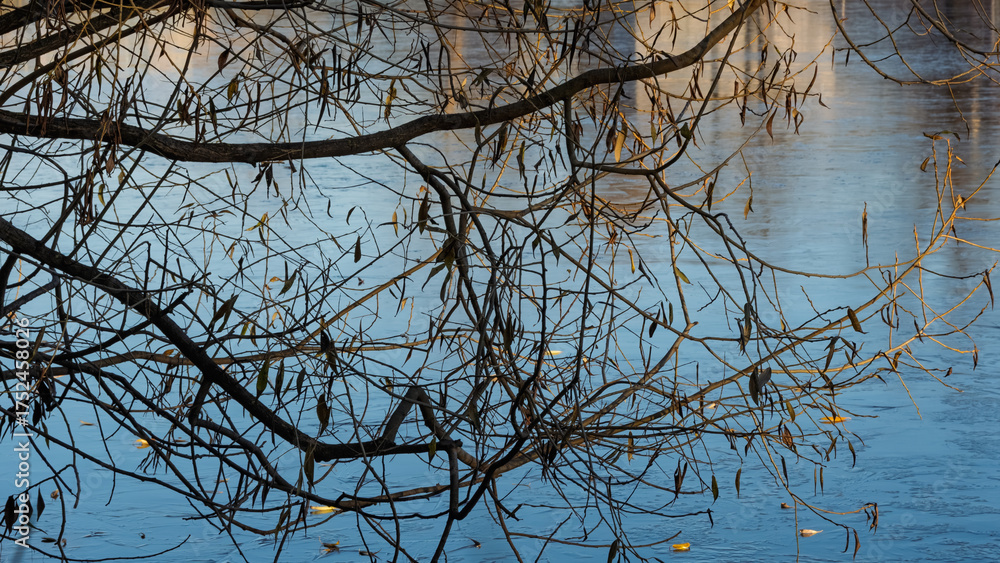 Obraz premium Bare willow branches frame a city pond with first ice, reflecting the blue sky and blurred buildings. Atmospheric urban winter scene in Narva, Estonia.
