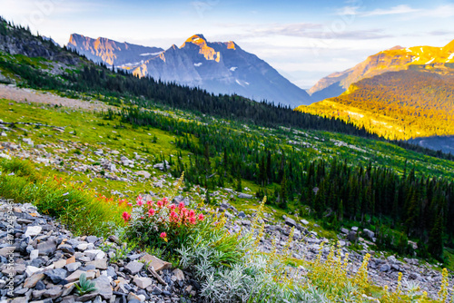 Obraz na plátně Colorful wild alpine flowers surrounded by mountains scenic view at Glacier Nati
