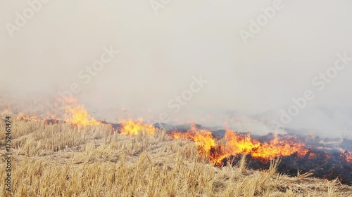 Wallpaper Mural Farmland burning in Northeast China during springtime Torontodigital.ca