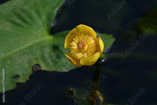 Wallpaper Mural Japanese spatterdock (Nupher japonica) flowers. A rare and endangered aquatic plant Nymphaeaceae , endemic to Japan. Yellow flowers bloom from summer to autumn. Torontodigital.ca