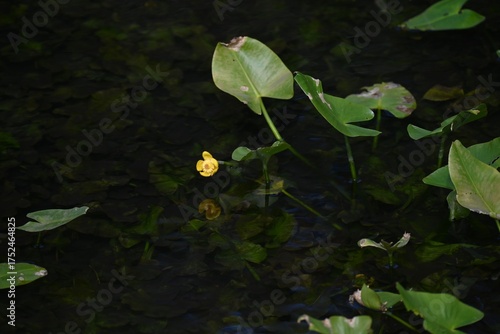 Wallpaper Mural Japanese spatterdock (Nupher japonica) flowers. A rare and endangered aquatic plant Nymphaeaceae , endemic to Japan. Yellow flowers bloom from summer to autumn. Torontodigital.ca