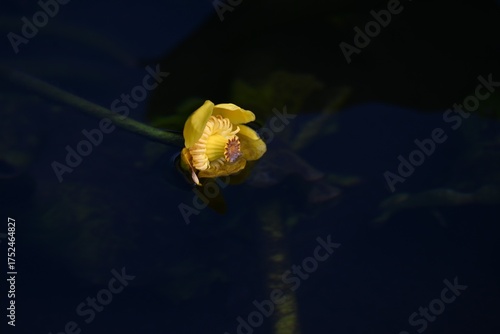 Wallpaper Mural Japanese spatterdock (Nupher japonica) flowers. A rare and endangered aquatic plant Nymphaeaceae , endemic to Japan. Yellow flowers bloom from summer to autumn. Torontodigital.ca