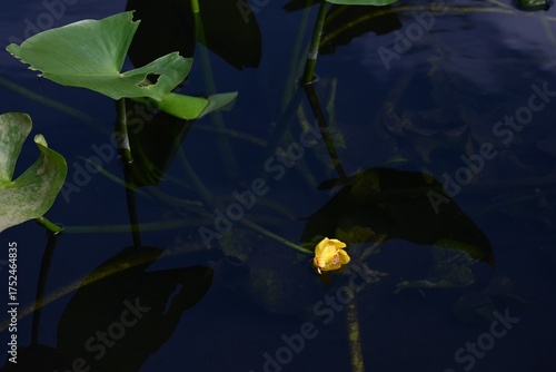 Wallpaper Mural Japanese spatterdock (Nupher japonica) flowers. A rare and endangered aquatic plant Nymphaeaceae , endemic to Japan. Yellow flowers bloom from summer to autumn. Torontodigital.ca