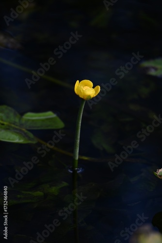 Wallpaper Mural Japanese spatterdock (Nupher japonica) flowers. A rare and endangered aquatic plant Nymphaeaceae , endemic to Japan. Yellow flowers bloom from summer to autumn. Torontodigital.ca