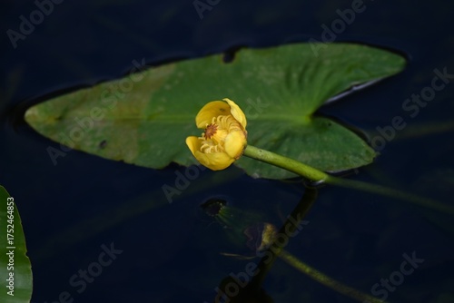 Wallpaper Mural Japanese spatterdock (Nupher japonica) flowers. A rare and endangered aquatic plant Nymphaeaceae , endemic to Japan. Yellow flowers bloom from summer to autumn. Torontodigital.ca