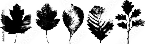 Rustic grunge maple leaf linocut illustrations for autumn design and decor