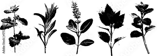 Grunge linocut illustration set of mint and sage silhouettes for botanical design