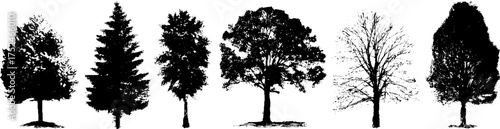 Black and white linocut poplar tree silhouettes for woodland nature design