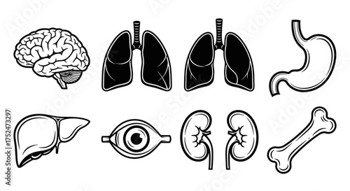 Illustration of various human organs including brain lungs stomach and kidney
