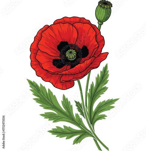 Red Poppy Flower Vector Illustration with Bud and Foliage