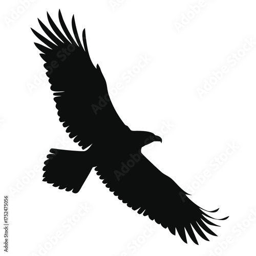 Eagle circling prey silhouette