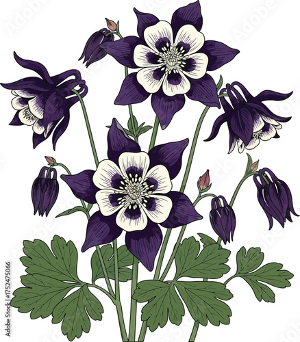 Dark Purple and White Columbine Flower Botanical Vector Illustration