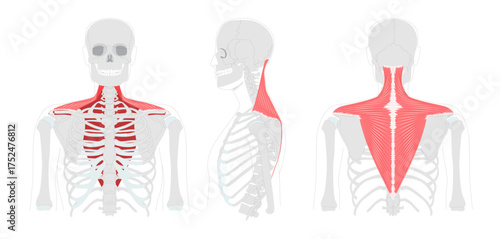 Trapezius - Large human back and neck muscle shown in anatomy chart, shaped like a trapezoid, responsible for moving, rotating, and stabilizing the scapula, essential for posture and shoulder movement