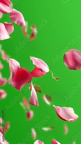 Rose petals falling on green screen overlay for romantic and festive compositing