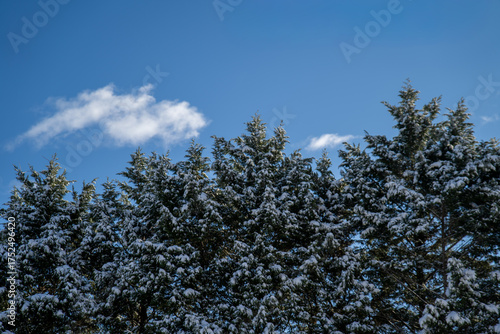 Winter Evergreen