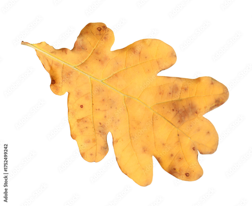 Naklejka premium One oak leaf isolated on white. Autumn season