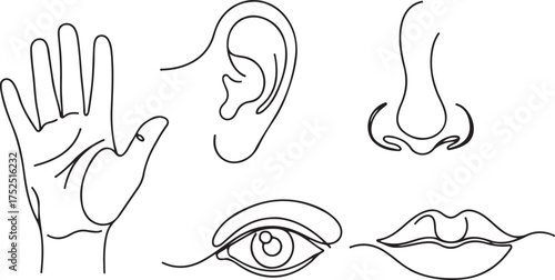 Minimalist Continuous Line Art Drawing of Five Human Senses