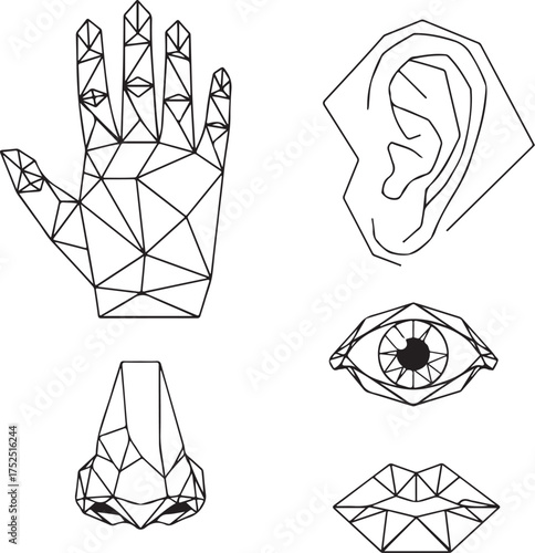 Geometric Outline Illustrations Human Body Parts Vector Set Minimalist Design