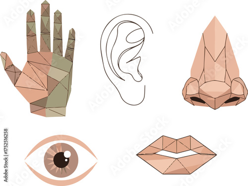 Geometric Human Anatomy Elements Low Poly Style Vector Illustration