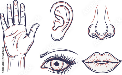 Two-Tone Outline Art of Human Hand Ear Nose Eye Lips