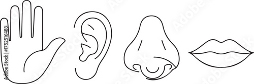 Minimalist Human Body Parts Senses Line Art Icons Set