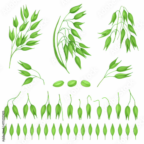 Green and Yellow Rice Botanical Illustrations Set Isolated on White Background