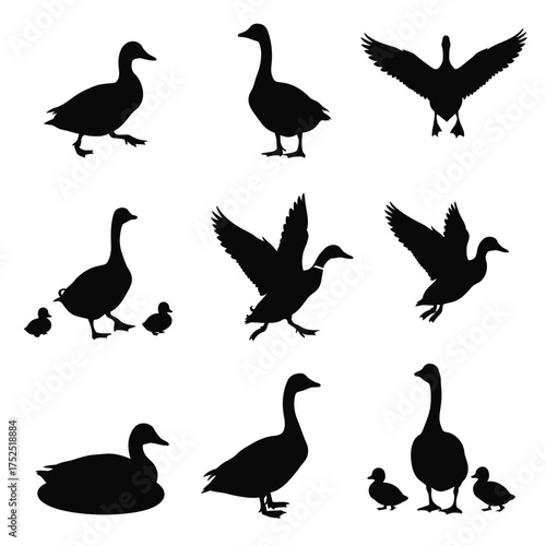 Duck silhouettes set isolated on white background vector illustration