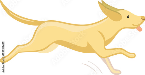 Yellow Labrador dog running with ears back and tongue out on a white background puppy