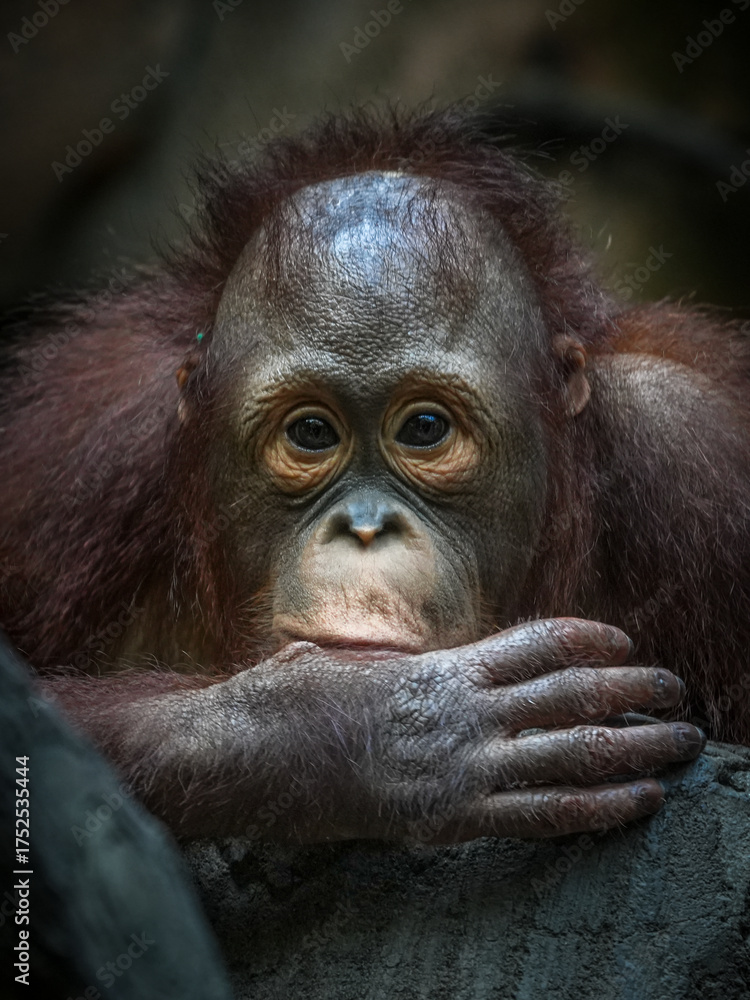 Fototapeta premium Close up Borneo orangutan 