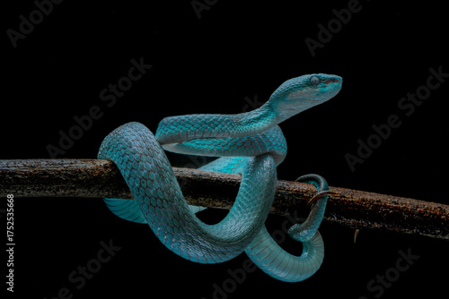 Snake on a tree 