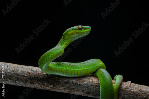 green snake in the grass