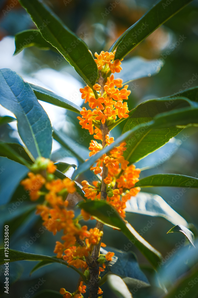 Fototapeta premium Osmanthus Tree Osmanthus Flowers